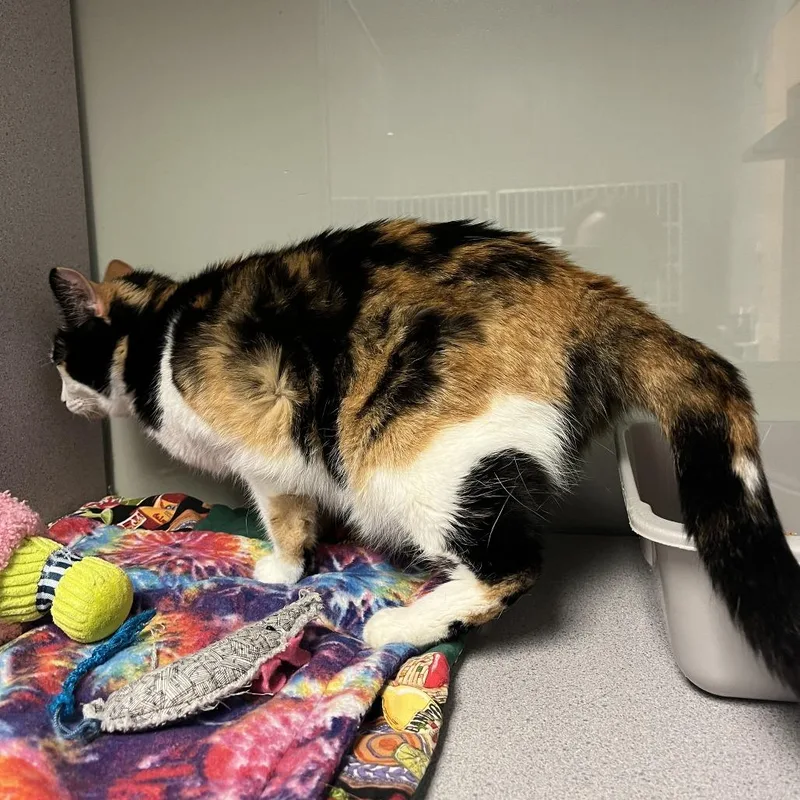 A senior medium-sized female Calico Domestic Short Hair cat named Confetti for adoption in Cedar Rapids, IA