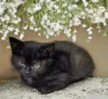 A baby medium-sized male Black Domestic Short Hair cat named Rook for adoption in Portsmouth, OH