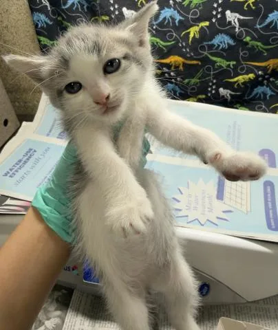 A baby small-sized female Domestic Short Hair cat named Mindy for adoption in Riverside, CA