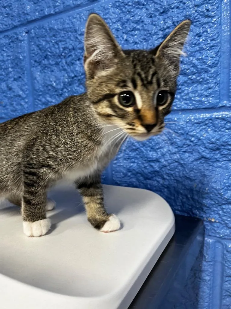 A baby medium-sized male Domestic Short Hair cat named Merlin for adoption in Logan, UT