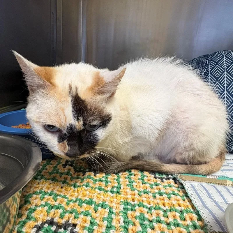 A senior small-sized female White Siamese cat named Felicity for adoption in Chehalis, WA
