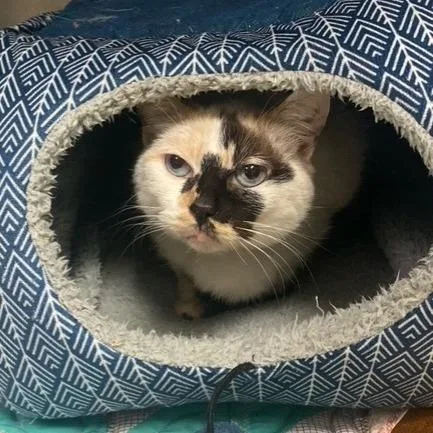 Felicity thumbnail 2