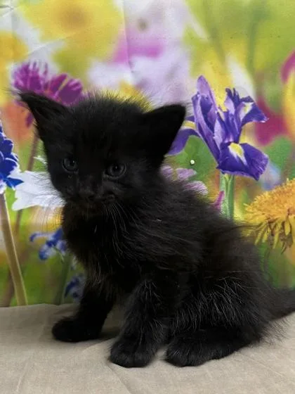 A young small-sized male Domestic Short Hair cat named Hector for adoption in San Antonio, TX