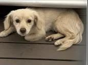 A young medium-sized female White / Cream Spaniel dog named AAD New Arrival! for adoption in Armonk, NY