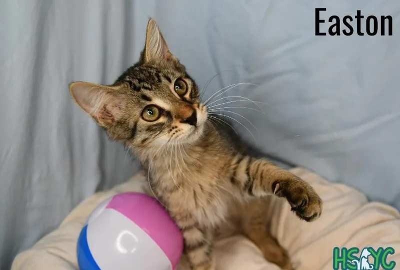 A baby medium-sized male Domestic Medium Hair cat named Easton for adoption in Fort Mill, SC
