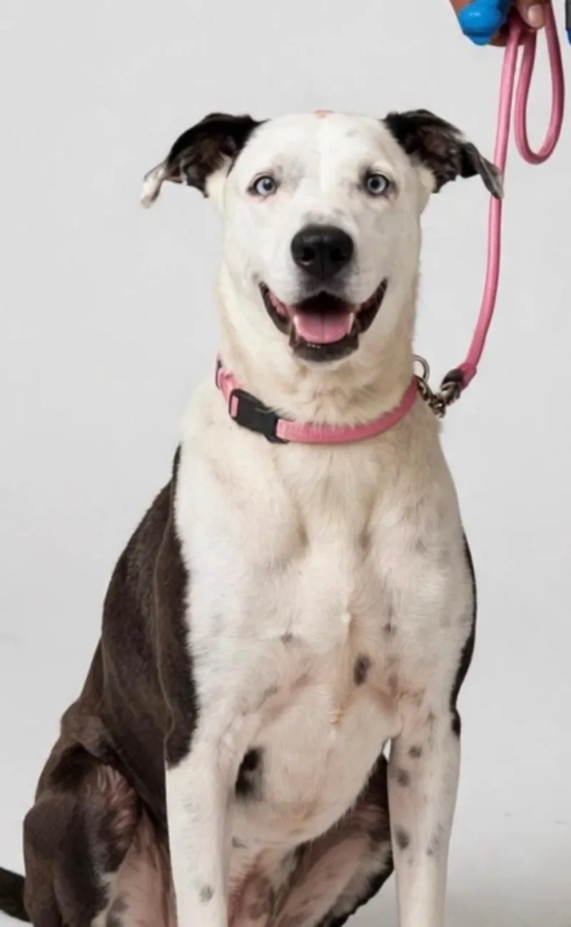An adult medium-sized female White / Cream Catahoula Leopard Dog named Saylor for adoption in houston, TX