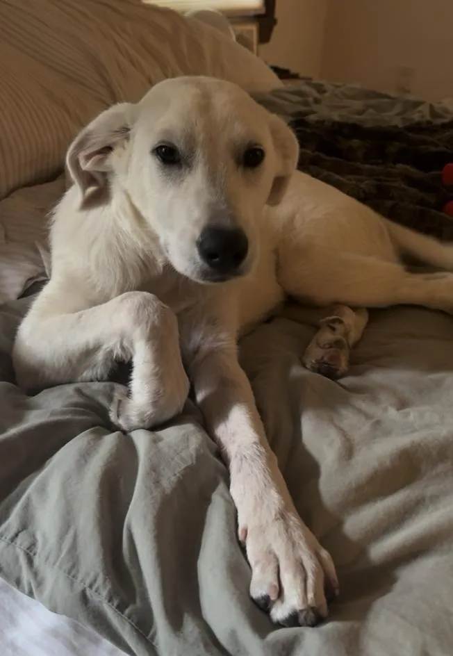 A baby large-sized male Great Pyrenees dog named Wonton "Tony" for adoption in Bend, OR