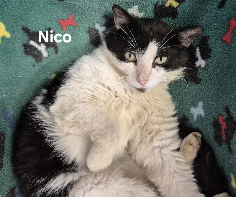 A young medium-sized male Domestic Short Hair cat named Nico for adoption in Kendallville, IN
