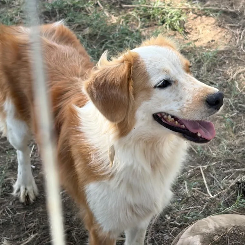 An adult medium-sized female Red / Chestnut / Orange Australian Shepherd dog named Lady for adoption in Hackett, AR