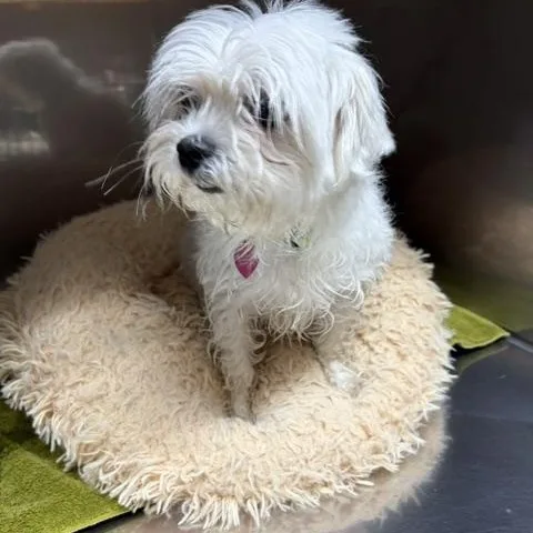 An adult small-sized male White / Cream Maltese dog named Max for adoption in Warren, NJ
