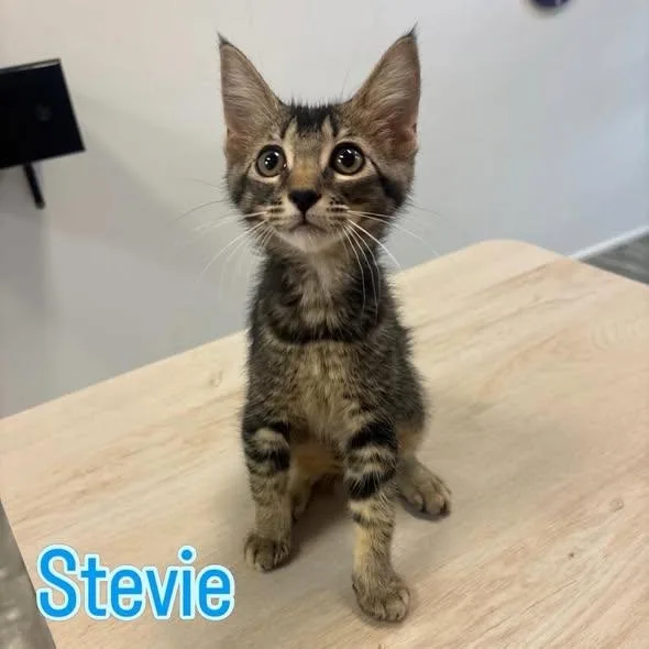 A baby medium-sized female Tabby (Buff / Tan / Fawn) Domestic Short Hair cat named Stevie At Fat Cat for adoption in Tallahassee, FL