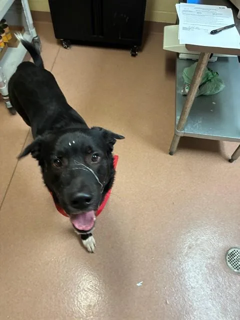 An adult large-sized male Labrador Retriever dog named Ski for adoption in Cookeville, TN