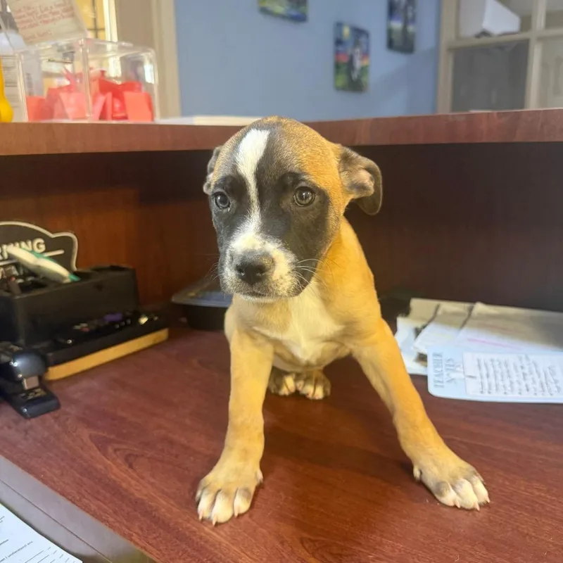 A baby medium-sized male Yellow / Tan / Blond / Fawn Australian Cattle Dog / Blue Heeler dog named Cedar for adoption in Casa Grande, AZ