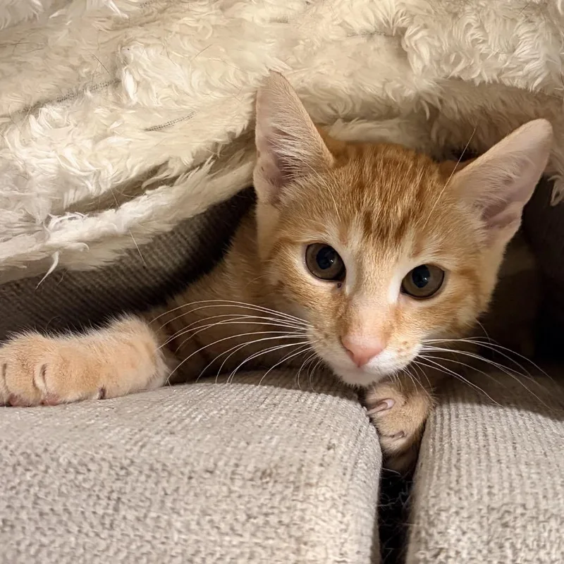 A baby small-sized female Domestic Short Hair cat named Chica for adoption in Cumming, GA