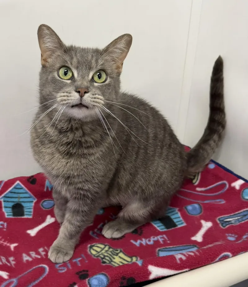 An adult medium-sized female Tabby (Gray / Blue / Silver) Domestic Short Hair cat named Sammi for adoption in Dunkirk, NY