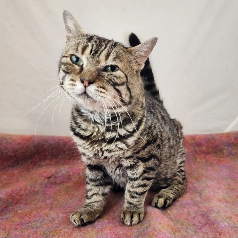 An adult small-sized male Tabby (Gray / Blue / Silver) Domestic Short Hair cat named Sebastian for adoption in New York, NY