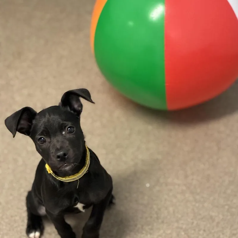 A baby medium-sized female Black Pit Bull Terrier dog named Highway for adoption in South Elgin, IL