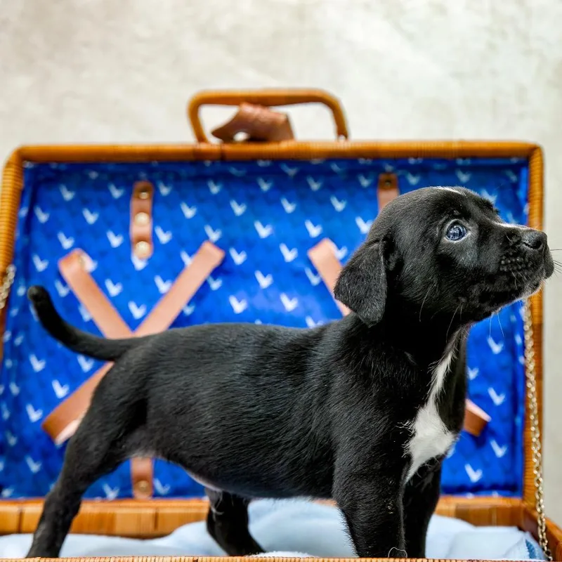 A baby medium-sized male Black Australian Cattle Dog / Blue Heeler dog named Umberto for adoption in Livingston, TX
