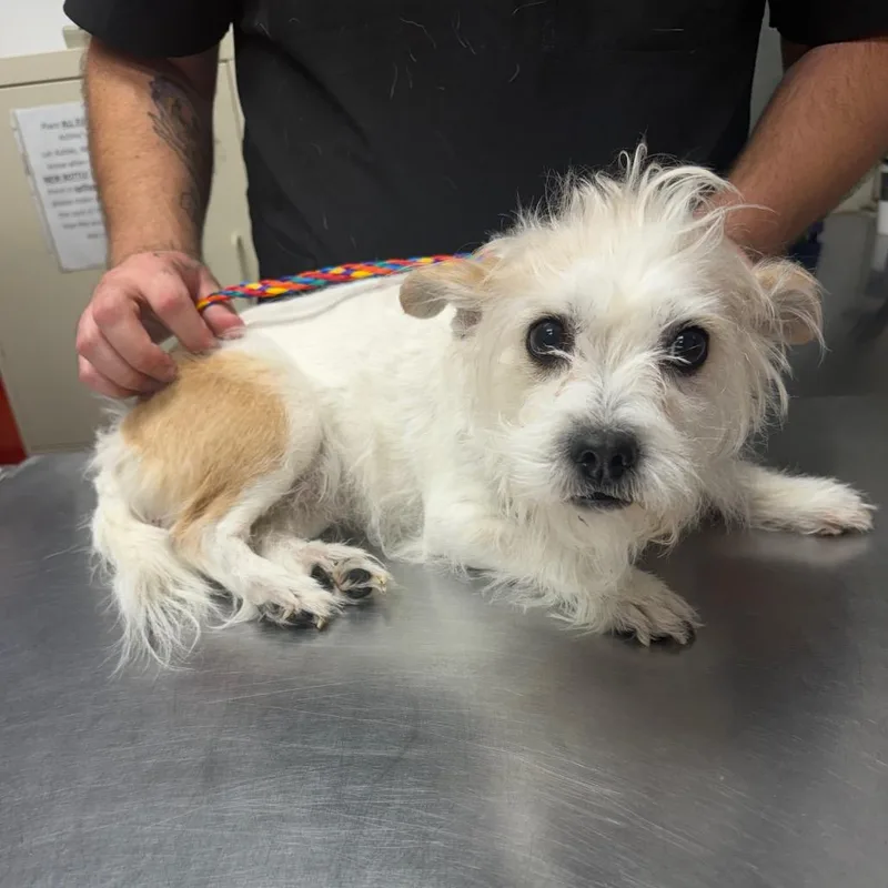 A senior small-sized female White / Cream Terrier dog named Chick for adoption in Bryan, TX