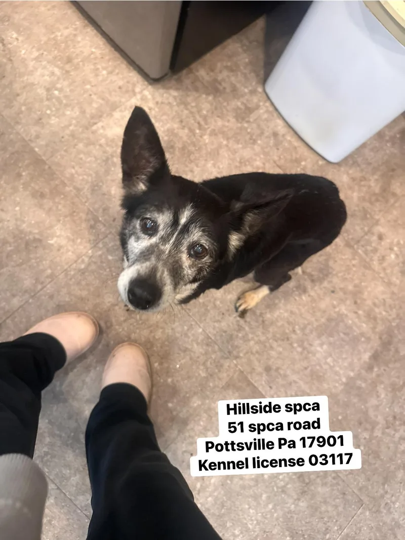 A senior small-sized female Black Jack Russell Terrier dog named Martina for adoption in Pottsville, PA