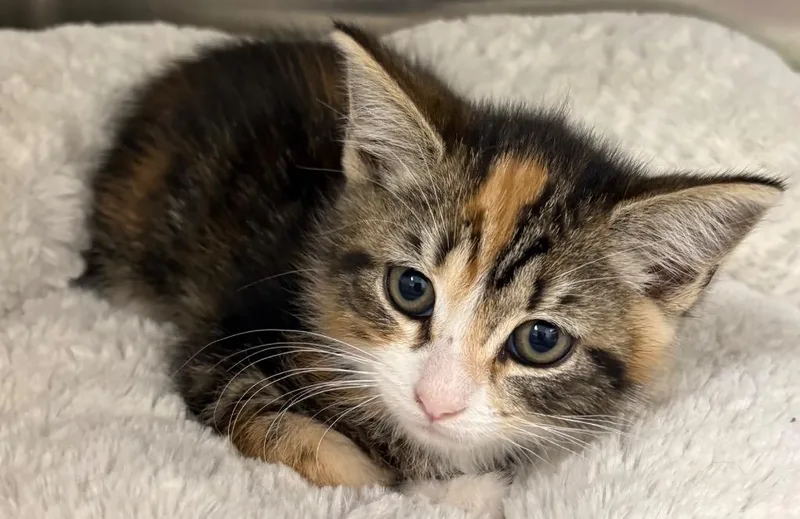 A baby medium-sized female Domestic Short Hair cat named Isla Ac for adoption in Greeneville, TN