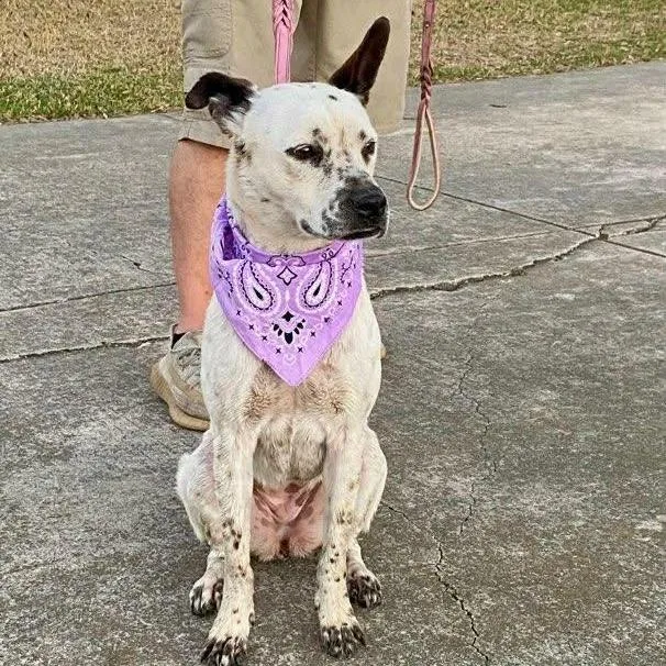 A young medium-sized female Harlequin Australian Cattle Dog / Blue Heeler dog named Willow for adoption in Williston, VT