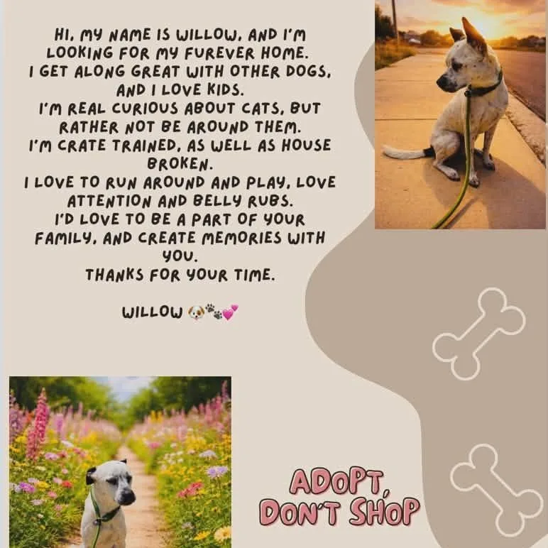 Willow thumbnail 4