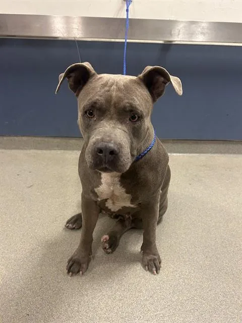 An adult large-sized female American Bulldog dog named Osi for adoption in Miami, FL