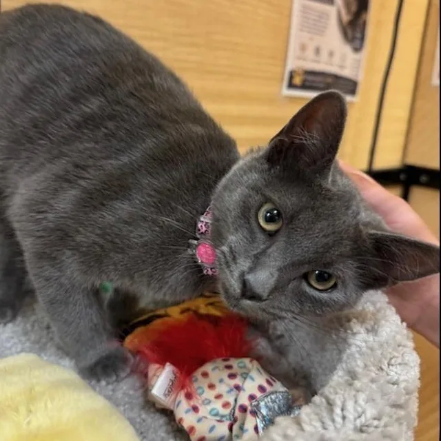 A baby medium-sized female Gray / Blue / Silver Domestic Short Hair cat named Dove for adoption in atlanta, GA