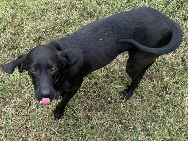 A young medium-sized male Coonhound dog named Stryker for adoption in Decatur, GA