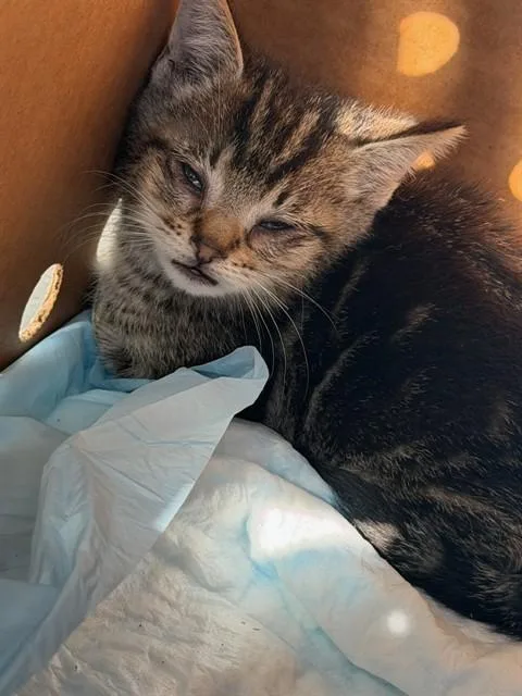 A baby small-sized male Domestic Short Hair cat named A for adoption in Stockton, CA