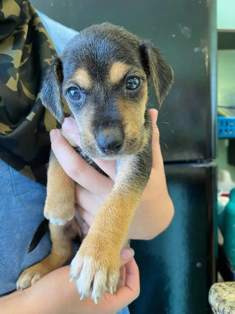 An adult medium-sized female Terrier dog named Nova for adoption in New Braunfels, TX