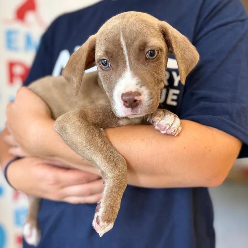 A baby small-sized female Mixed Breed dog named Belle for adoption in Morrisville, VT