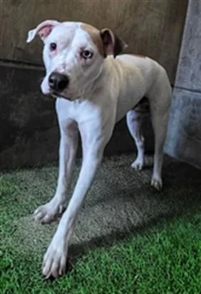 An adult large-sized male Pit Bull Terrier dog named Blue for adoption in Los Angeles, CA