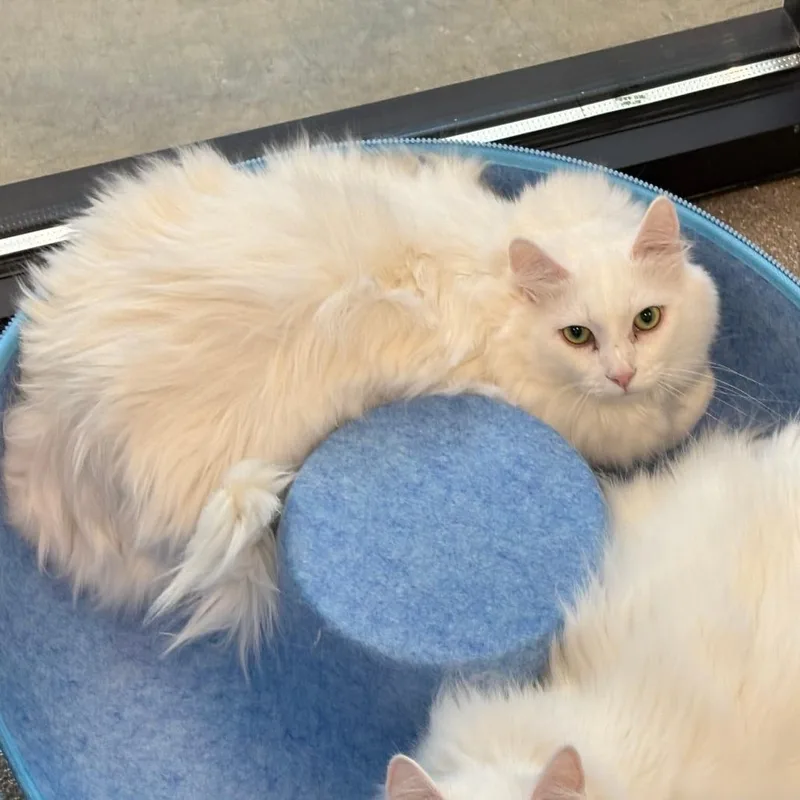 An adult large-sized male White Turkish Angora cat named Alaska for adoption in Hailey, ID