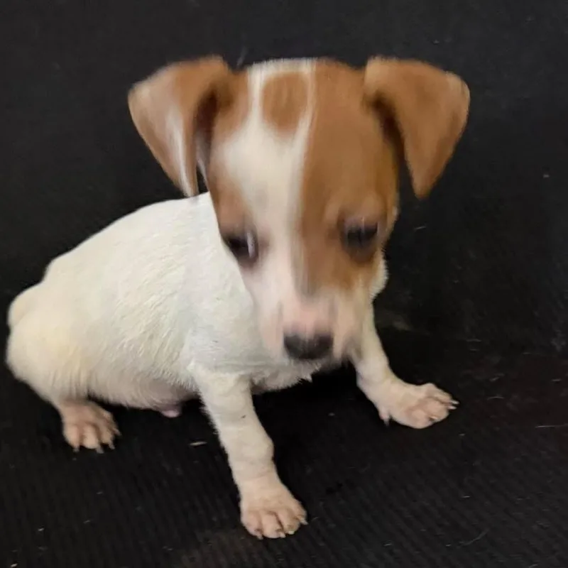 The Count thumbnail 2