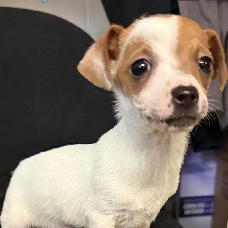 The Count thumbnail 3