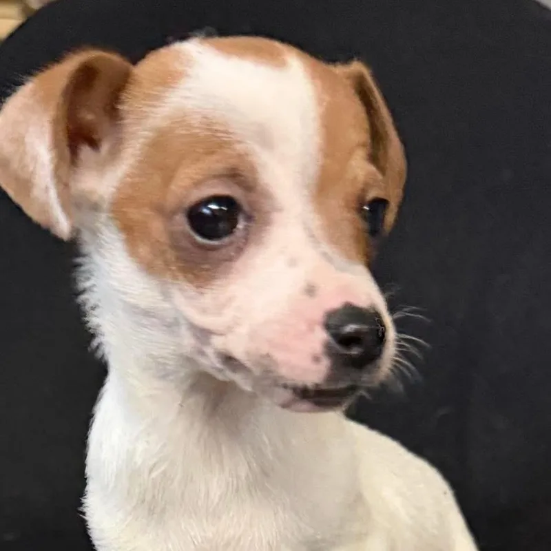 The Count thumbnail 4