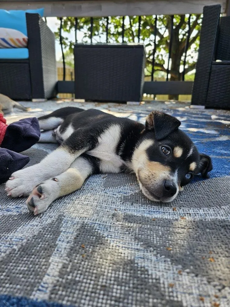 Andes thumbnail 3