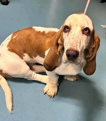 A young medium-sized female Basset Hound dog named Brenda for adoption in Hobart, IN