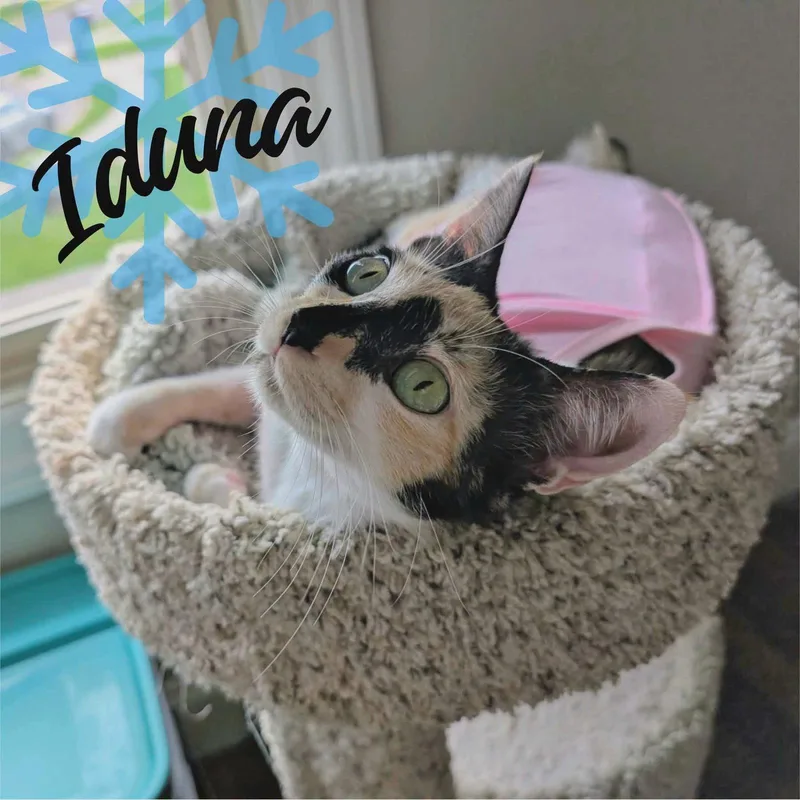 Iduna thumbnail 2