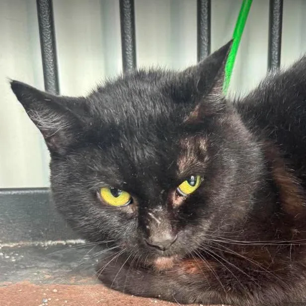 An adult medium-sized male Black Domestic Short Hair cat named Ranger for adoption in Gordonsville, TN