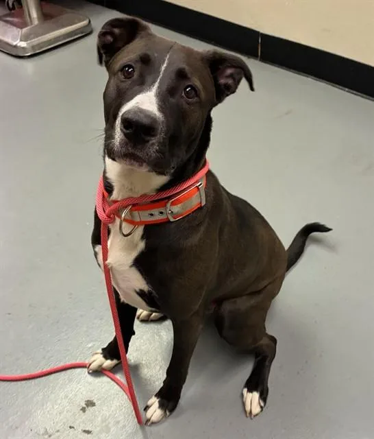 A young large-sized male Black Labrador Retriever dog named Bill for adoption in Phoenix, OR