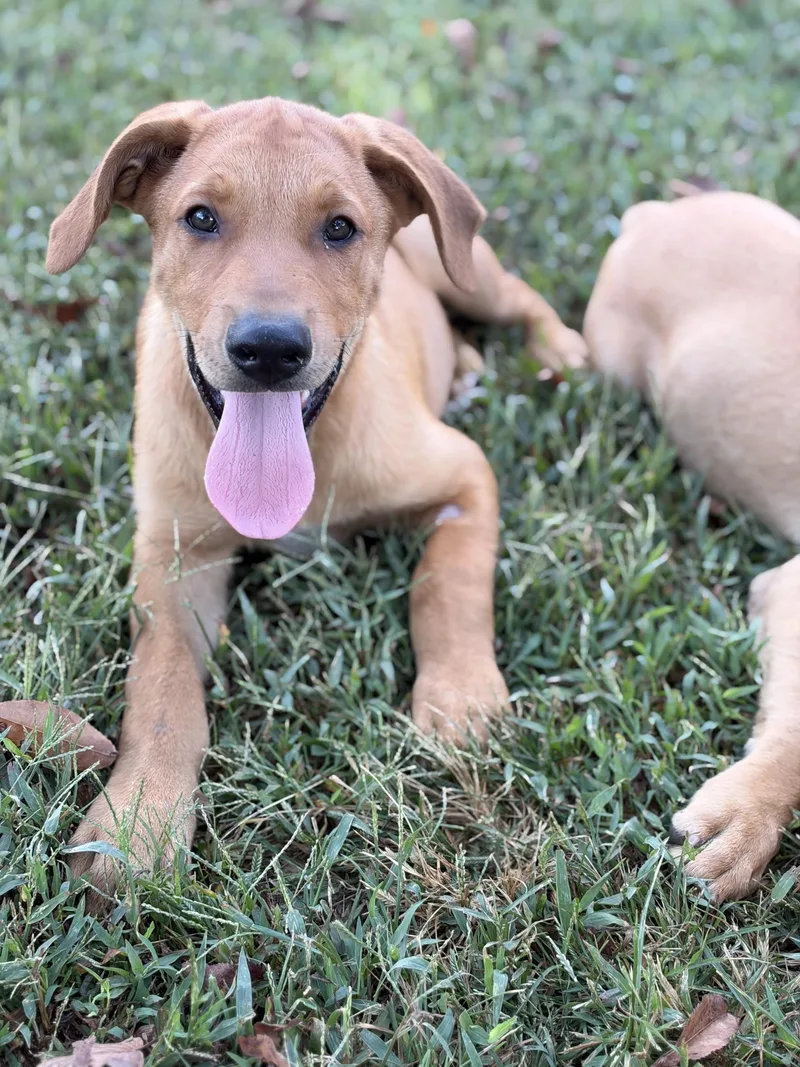 A baby medium-sized male Labrador Retriever dog named Murphy for adoption in Pembroke, MA