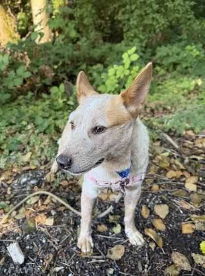 An adult medium-sized male Cattle Dog dog named Gnarles Barkley for adoption in Burlington, WA