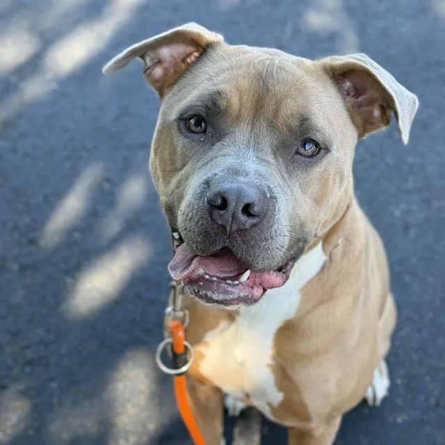 A young medium-sized female Pit Bull Terrier dog named Matcha for adoption in Kent, WA