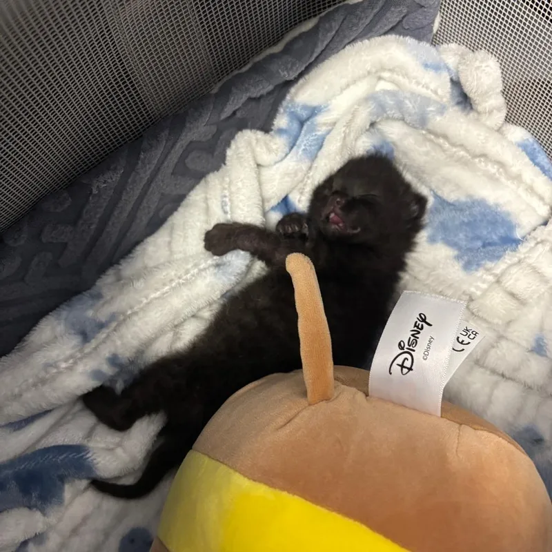 A baby small-sized male Black Domestic Short Hair cat named Frijolito for adoption in Houston, TX