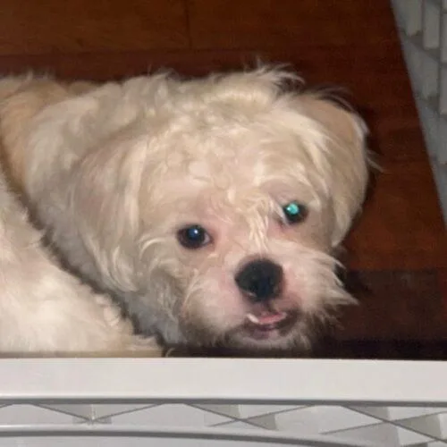 A baby small-sized male Bicolor Maltese dog named Brownie for adoption in San Juan Capistrano, CA