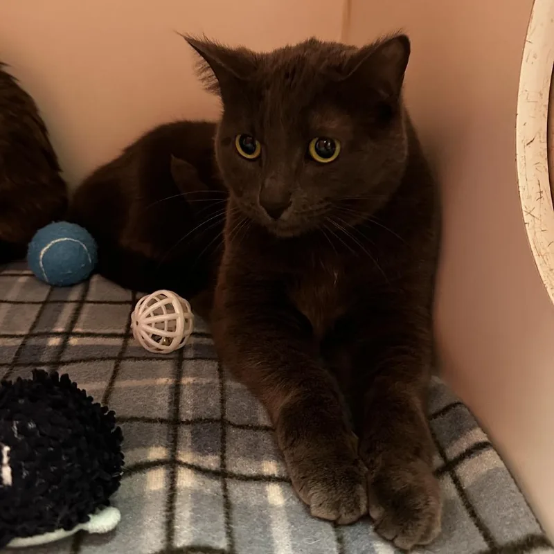 An adult medium-sized female Gray / Blue / Silver Domestic Short Hair cat named Lilac for adoption in Hinsdale, IL