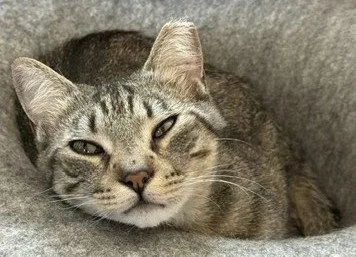 A baby small-sized male Tabby cat named Goldie for adoption in Walnut Creek, CA